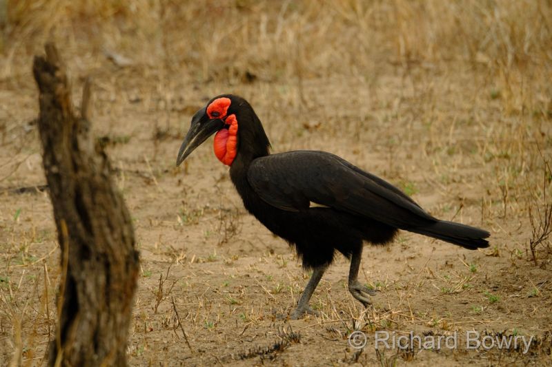 Kruger at 2025-10-13 07.22.56