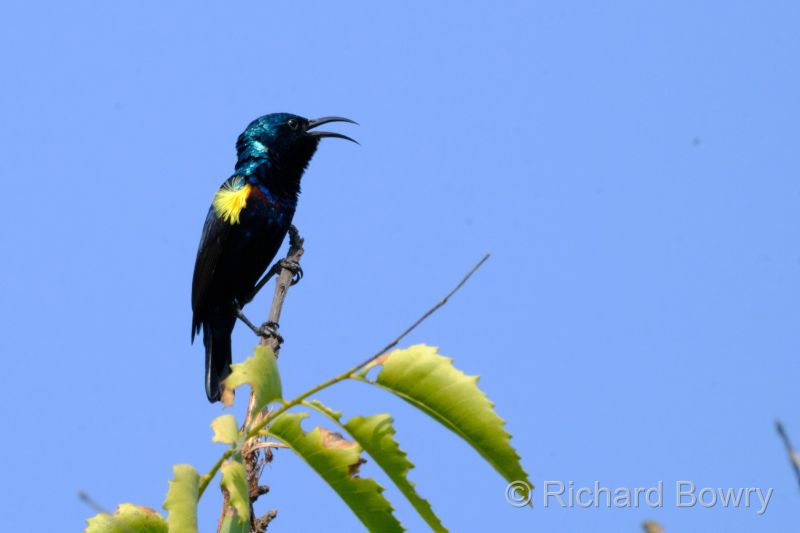 Rathambhore at 2026-02-11 15.10.48