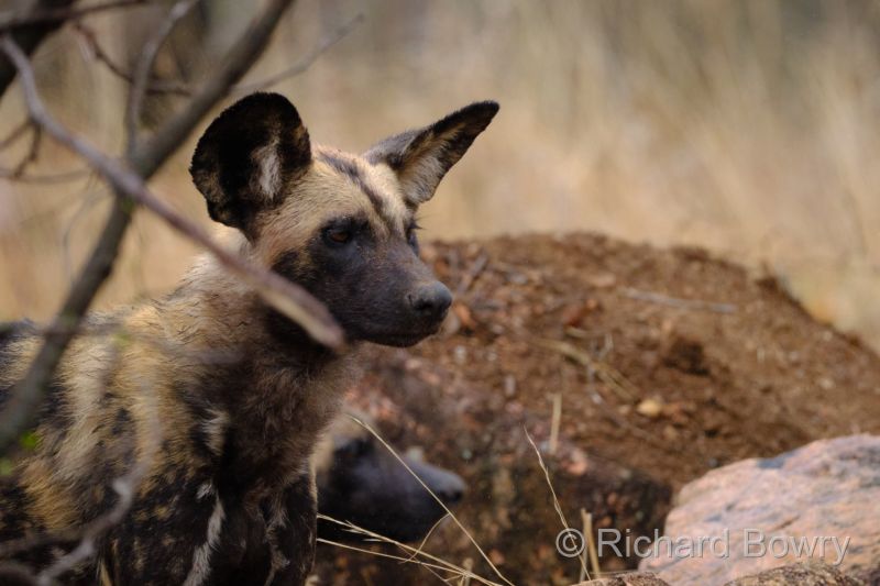 Kruger at 2025-10-17 09.29.54