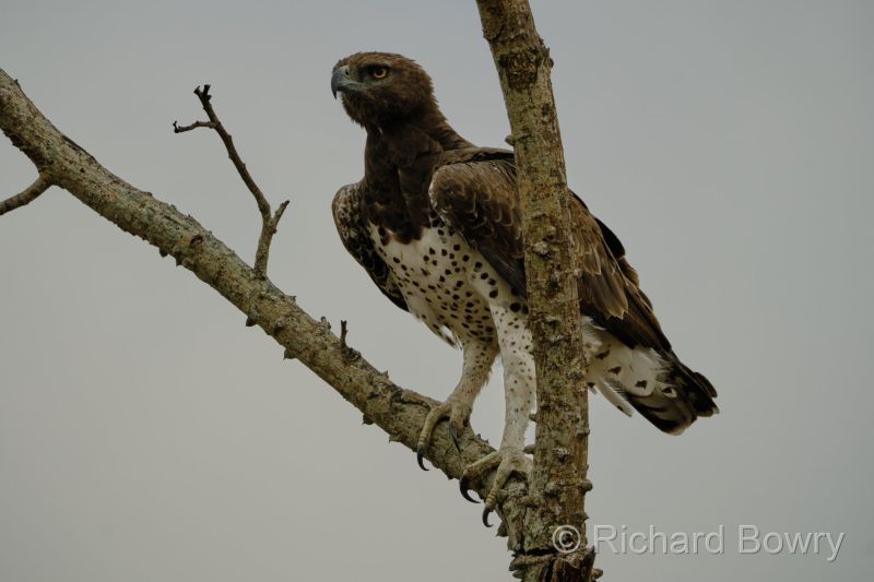 Kruger at 2025-10-13 07.58.47