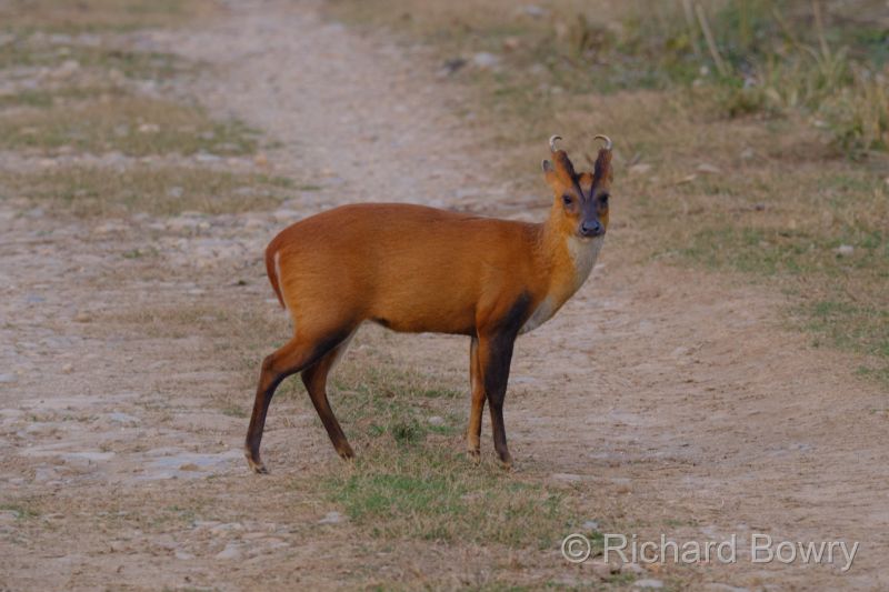 Corbett at 2026-02-04 17.36.16