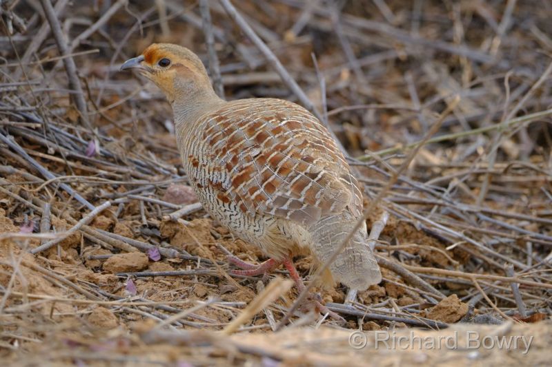Rathambhore at 2026-02-10 16.49.49