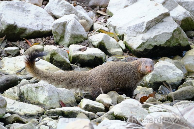 Rathambhore at 2026-02-12 09.04.45