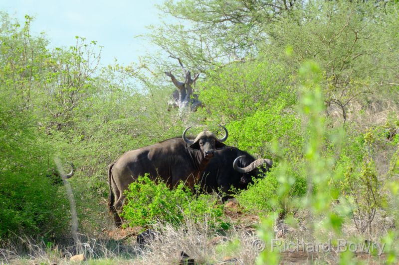 Zimbabwe - 2024-11-08 15.17.192024-11-19 06.45.25