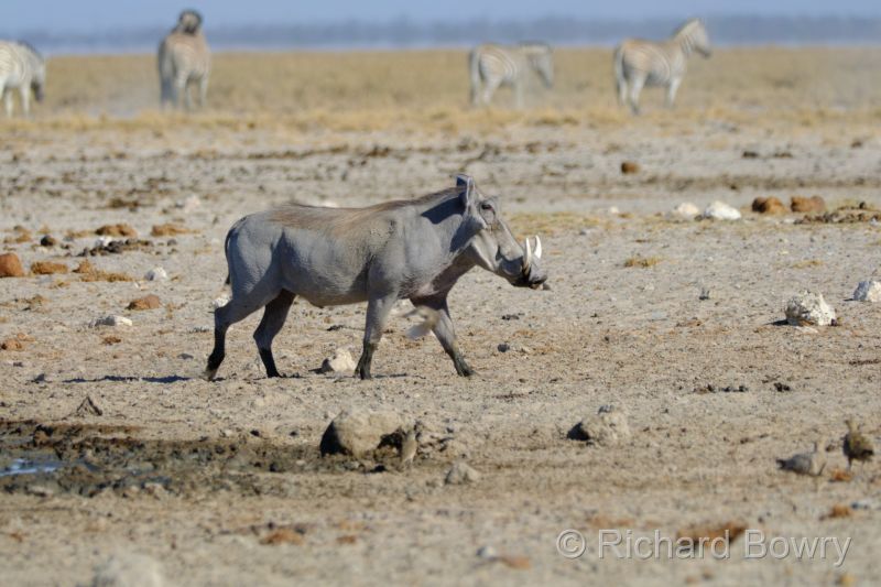 Namibia - 2024-10-31 08.27.362024-11-19 06.40.56