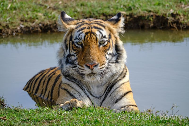 Bengal Tiger