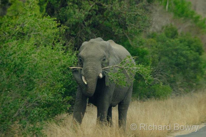 Kruger at 2025-10-12 17.05.06