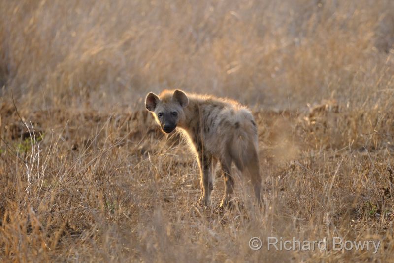 Kruger at 2025-10-14 06.24.35