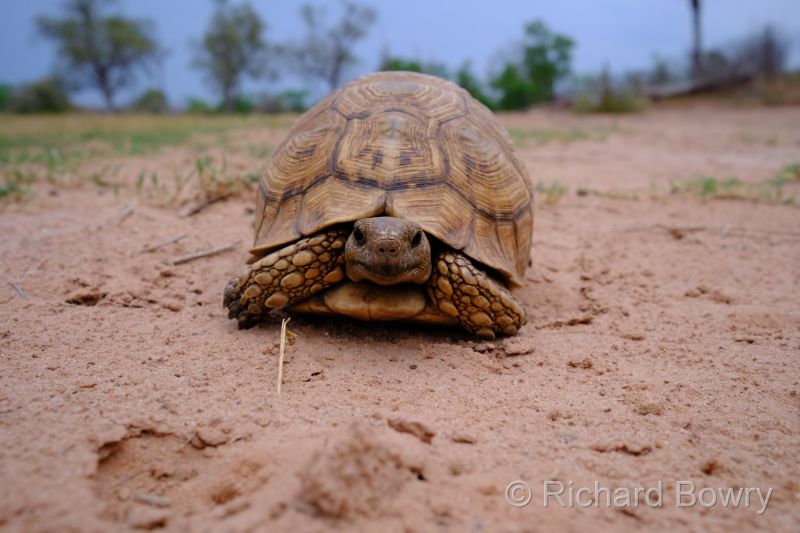 Zimbabwe on 27-11-22 at 17-23-29