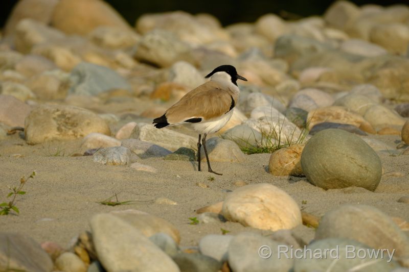 Corbett at 2026-02-02 16.05.37