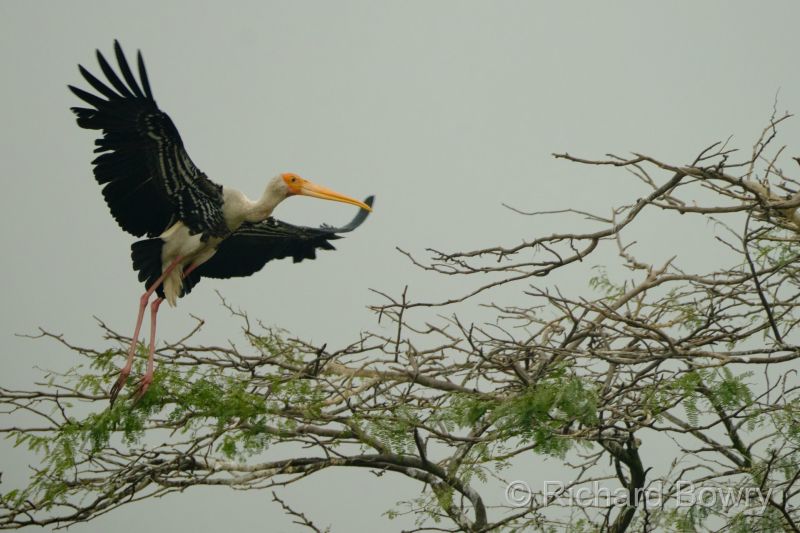 Sultan Por at 2026-02-01 10.13.46