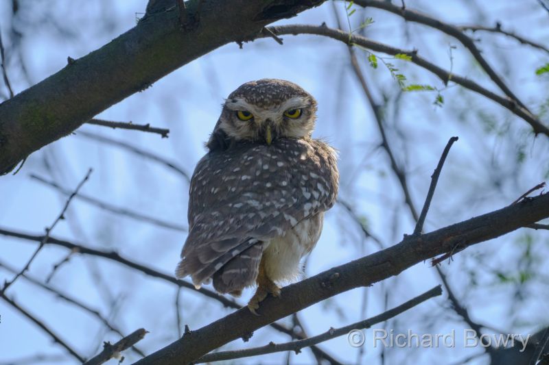 Keoladeo at 2026-02-08 10.34.14