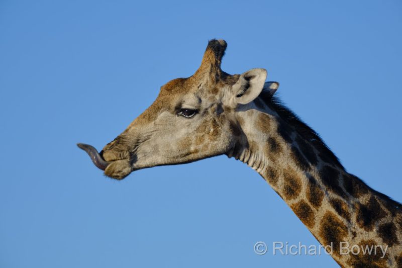 Namibia - 2024-10-31 07.09.202024-11-19 06.40.49