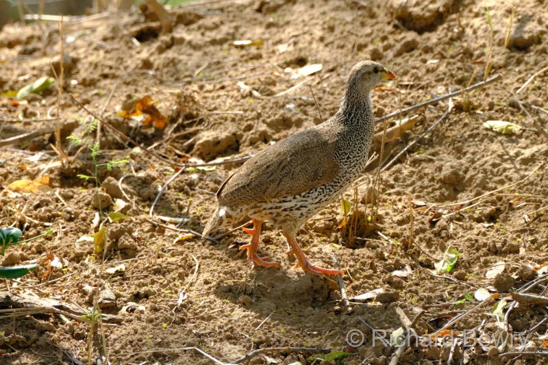 Zimbabwe - 2024-11-11 09.06.382024-11-19 06.45.57