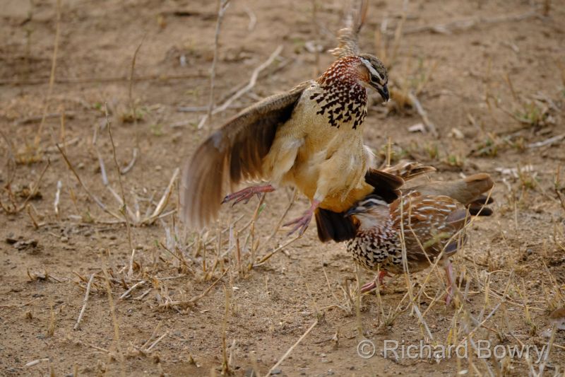 Kruger at 2025-10-15 06.10.28