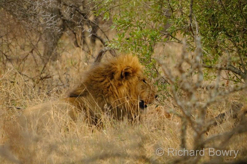 Kruger at 2025-10-12 17.20.41