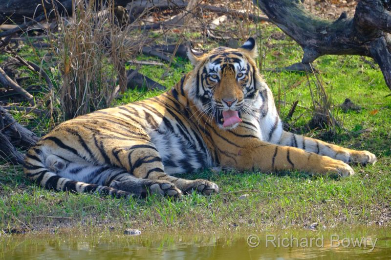 Rathambhore at 2026-02-09 14.43.11